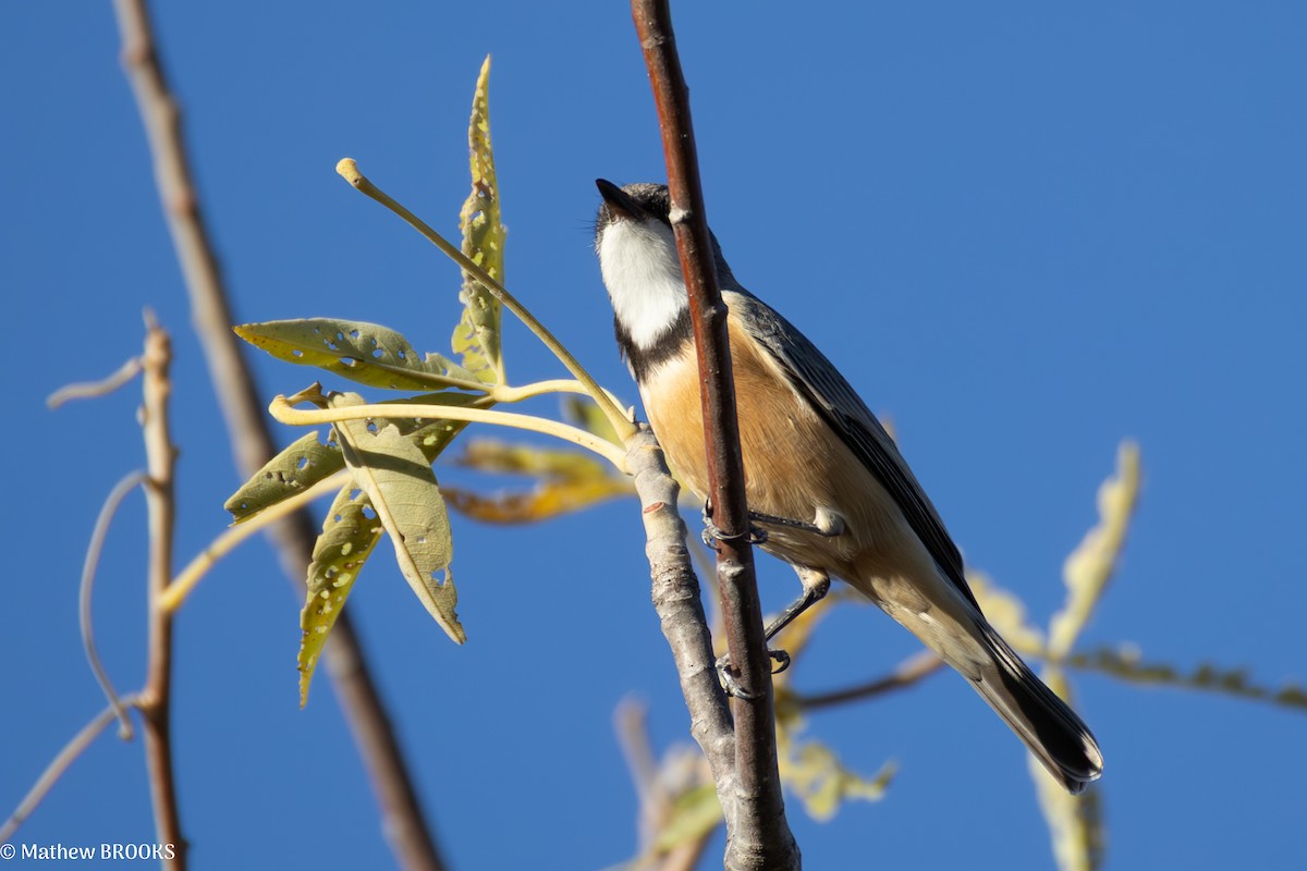 Rufous Whistler - ML638620873