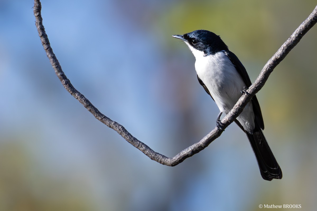 Paperbark Flycatcher - ML638620877