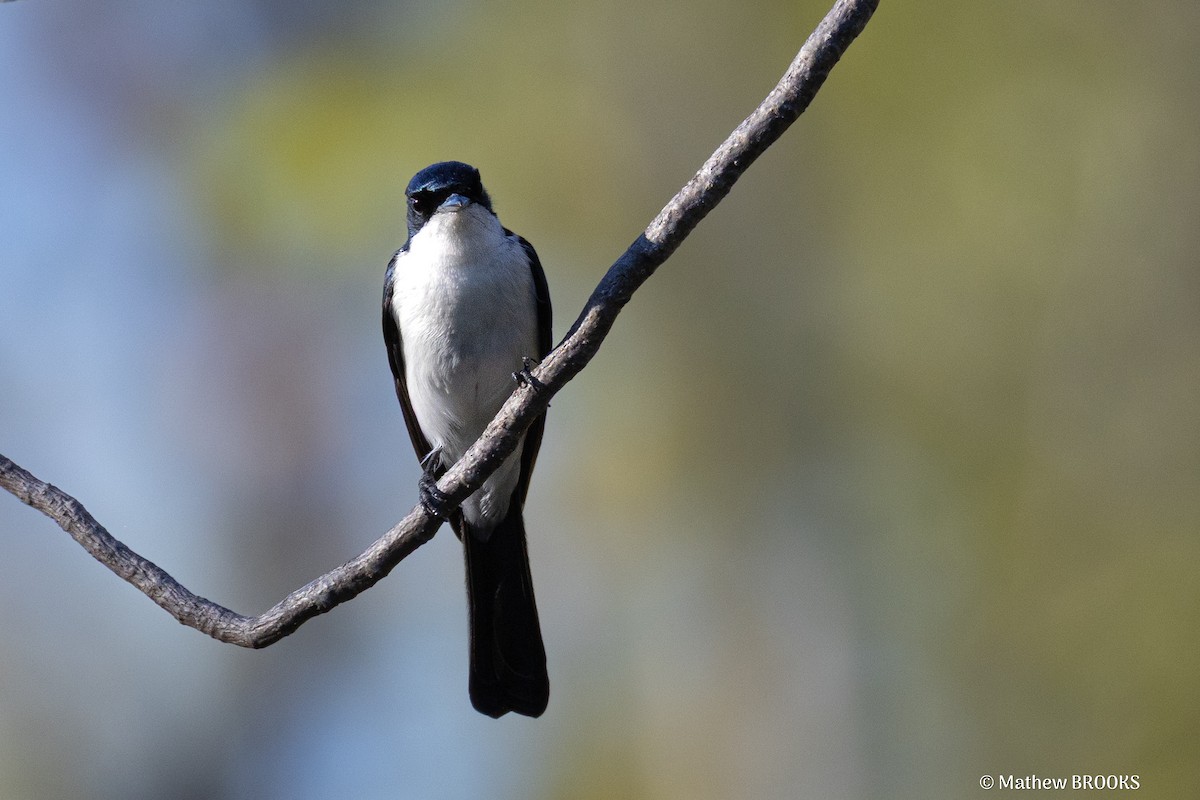 Paperbark Flycatcher - ML638620878