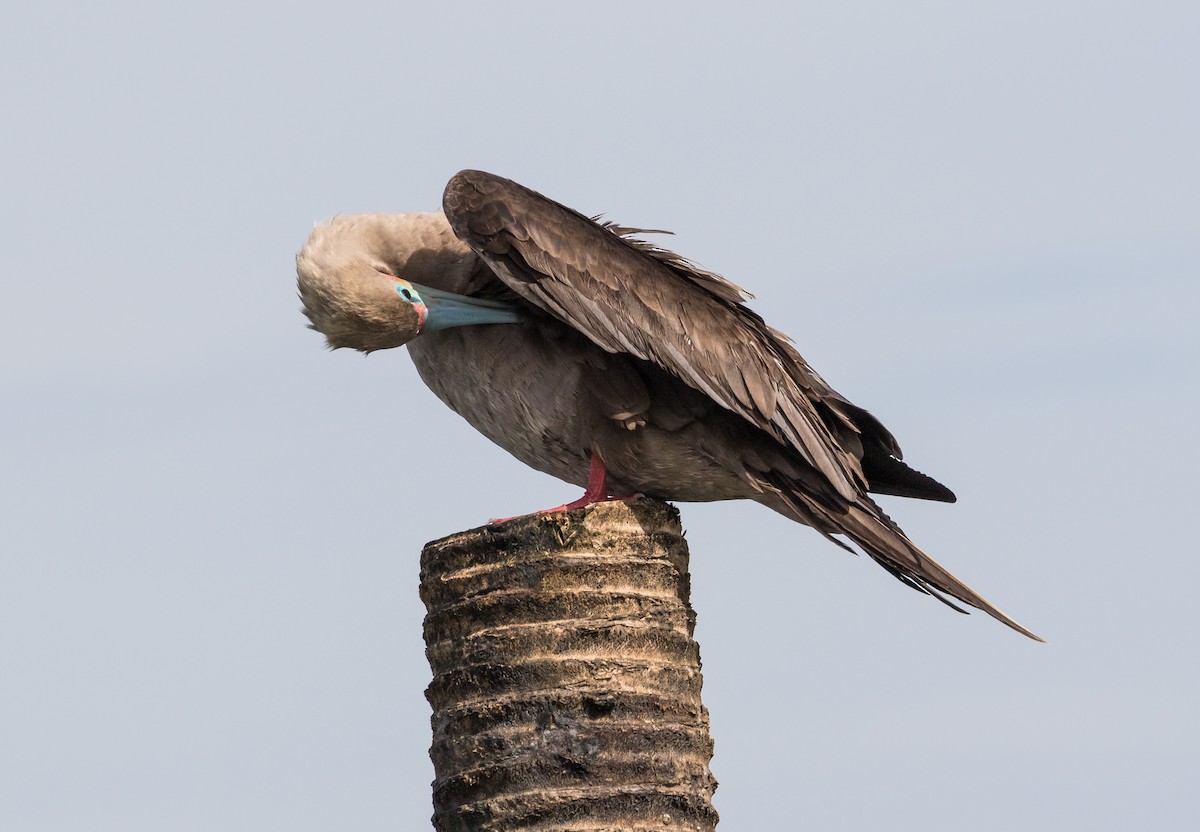 Red-footed Booby - ML638620902