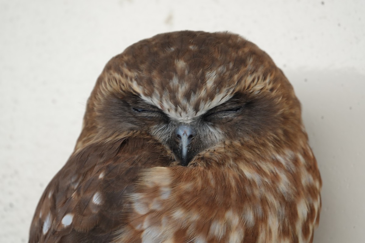 Australian Boobook - ML638620911