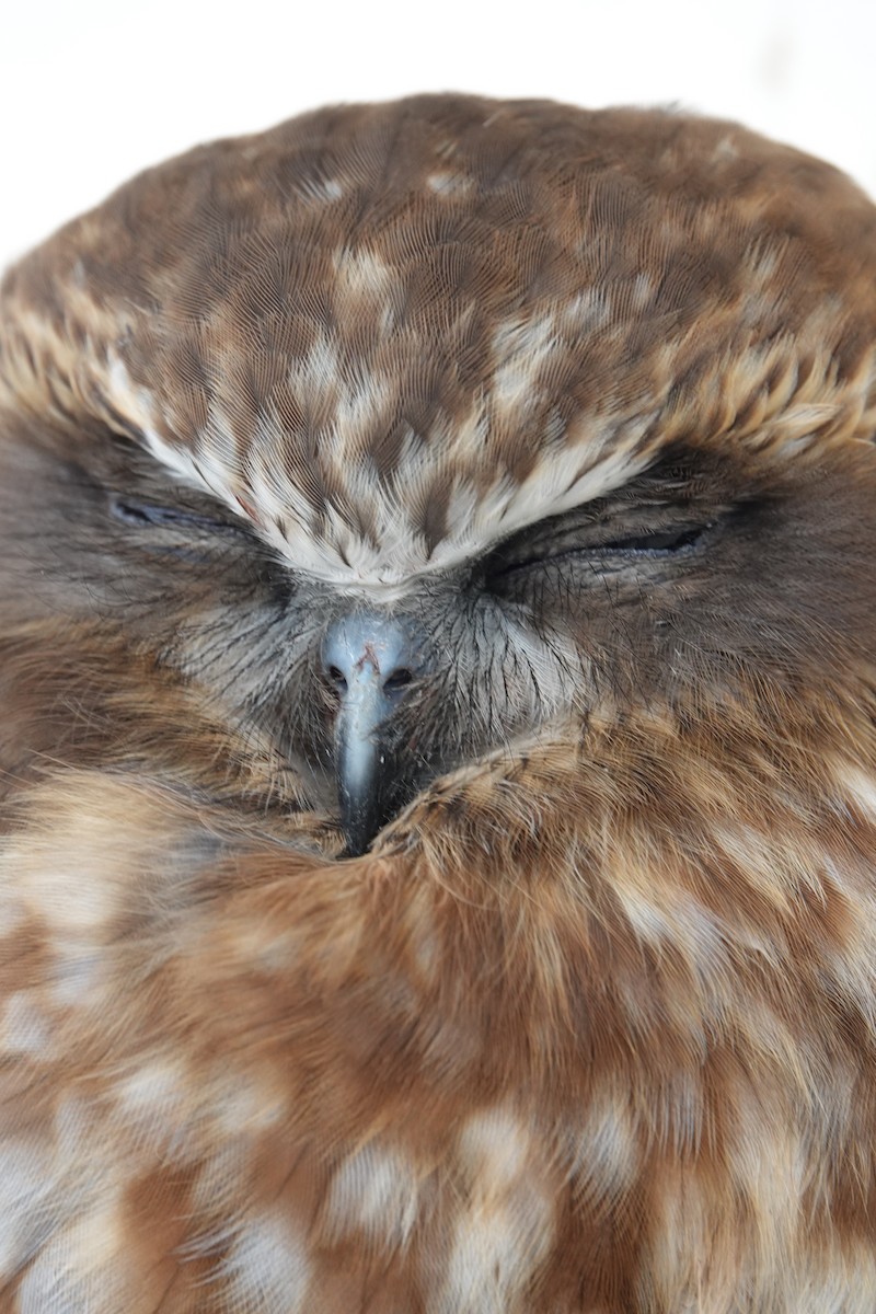 Australian Boobook - ML638620913