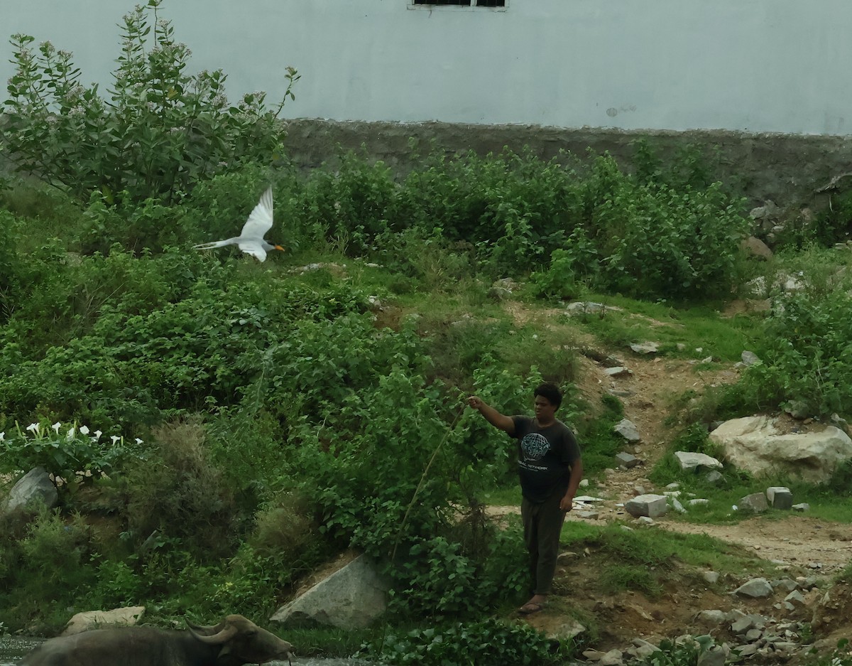 River Tern - ML638620927