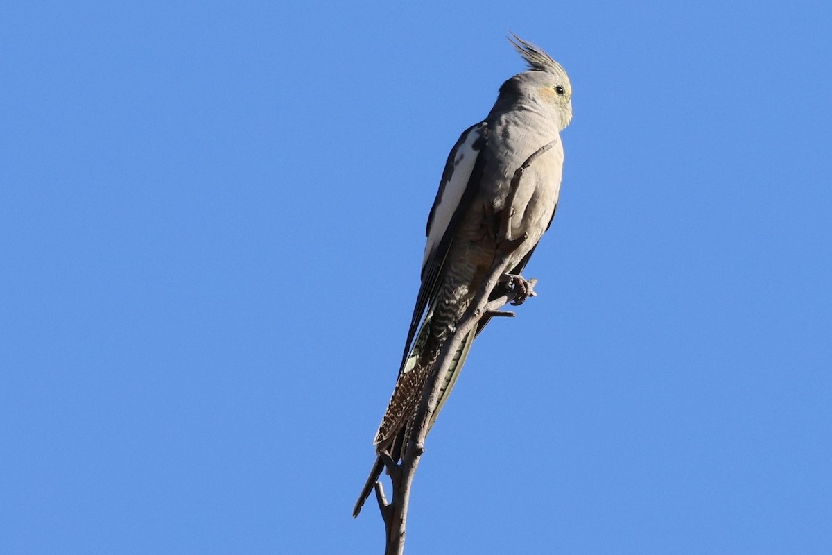 Cockatiel - ML638620931