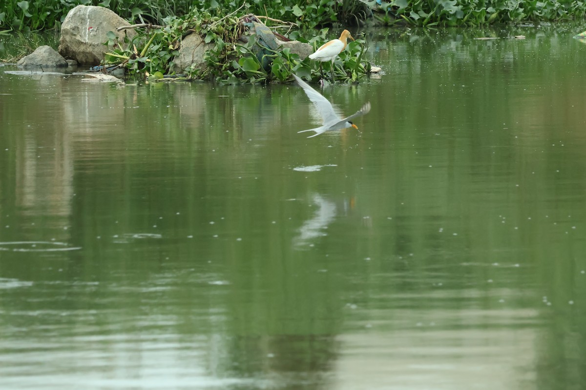 River Tern - ML638620939