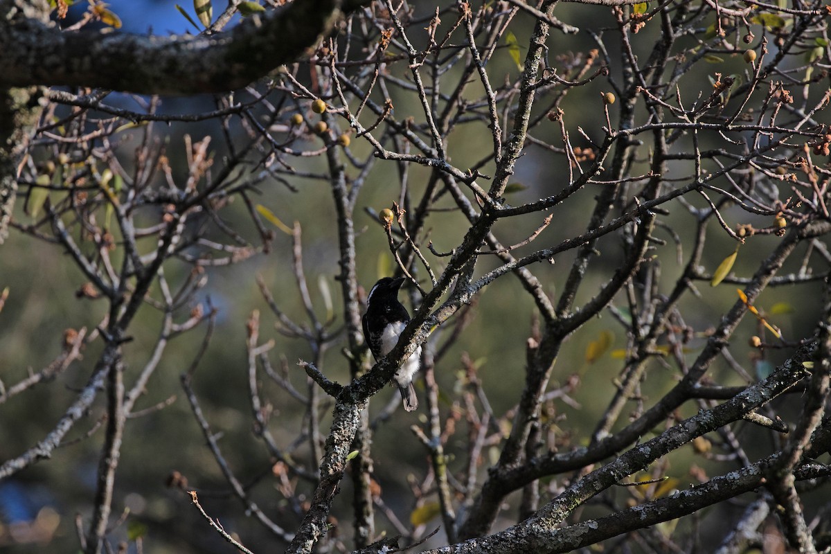White-eared Barbet - ML638620974