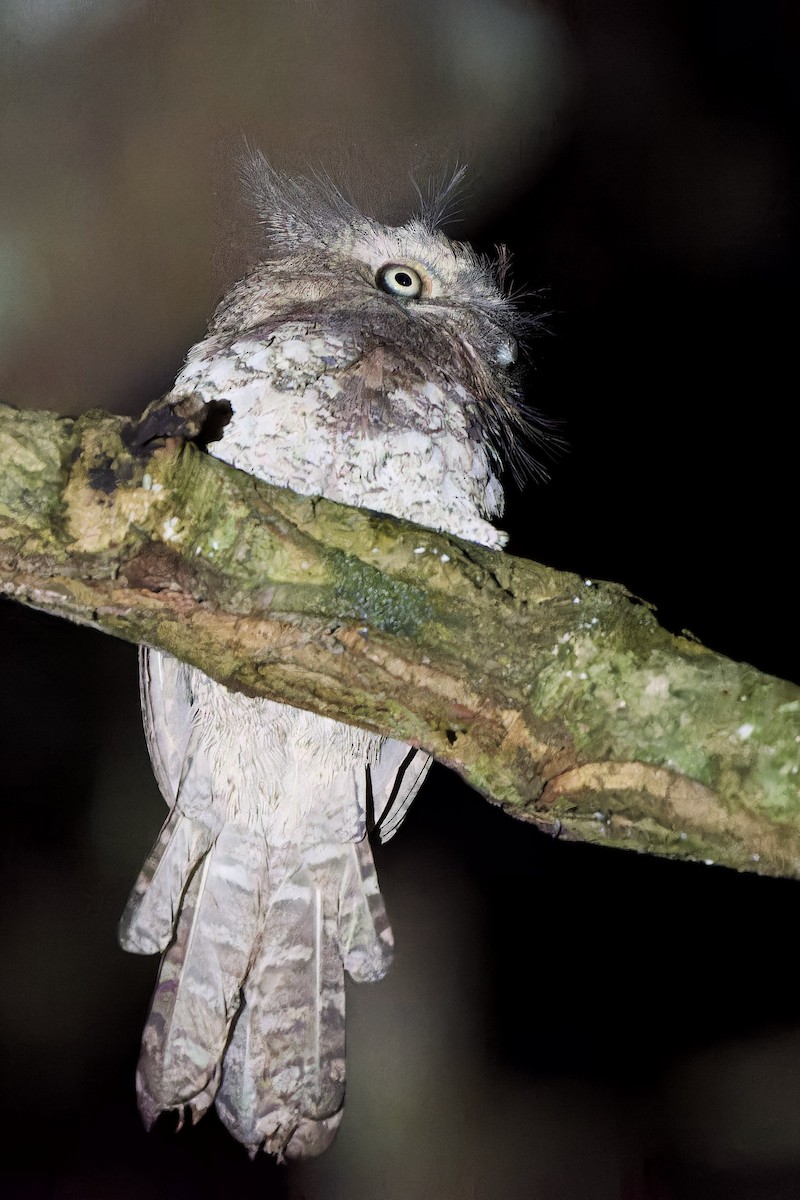 Blyth's Frogmouth (Indochinese) - ML638620991