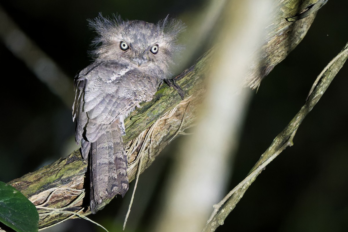 Blyth's Frogmouth (Indochinese) - ML638620992