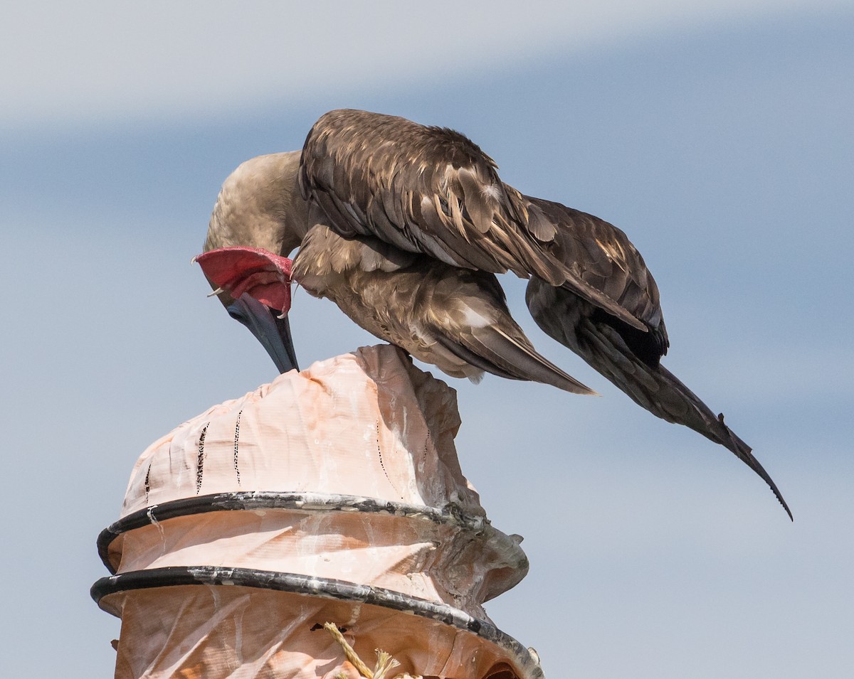Red-footed Booby - ML638621001