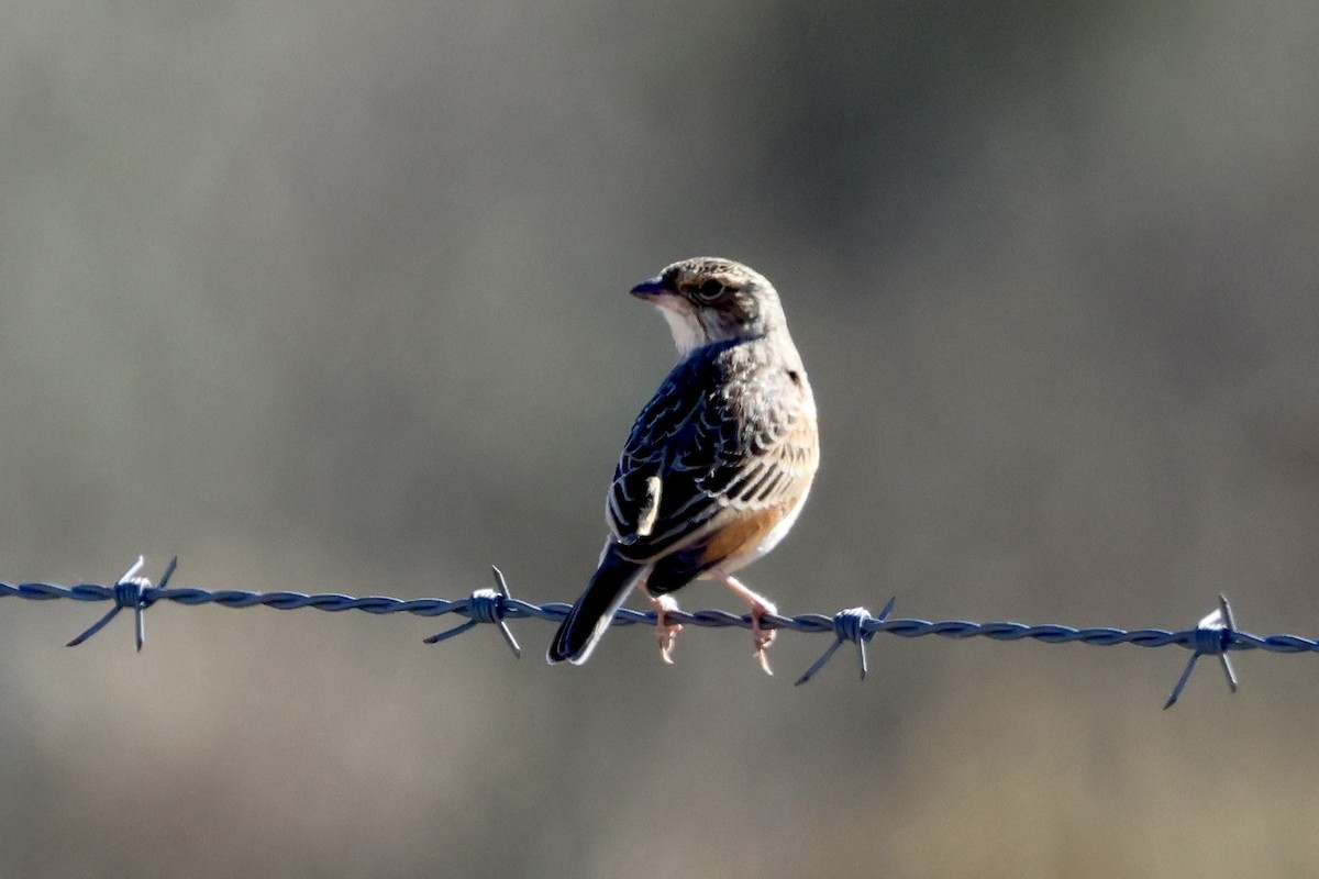 Singing Bushlark - ML638621003