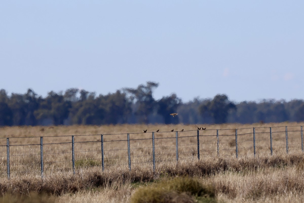 Singing Bushlark - ML638621004