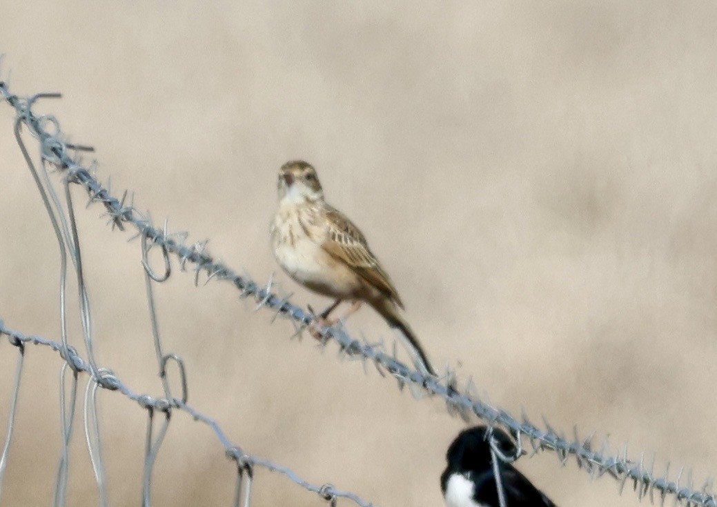 Australian Pipit - ML638621007