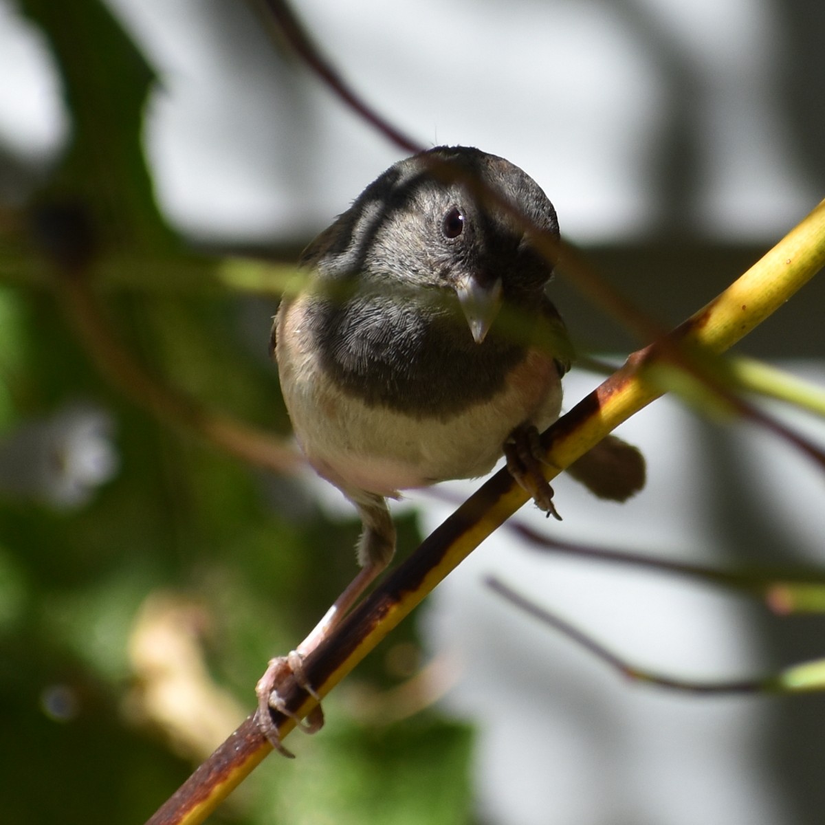 Dark-eyed Junco - ML638621008