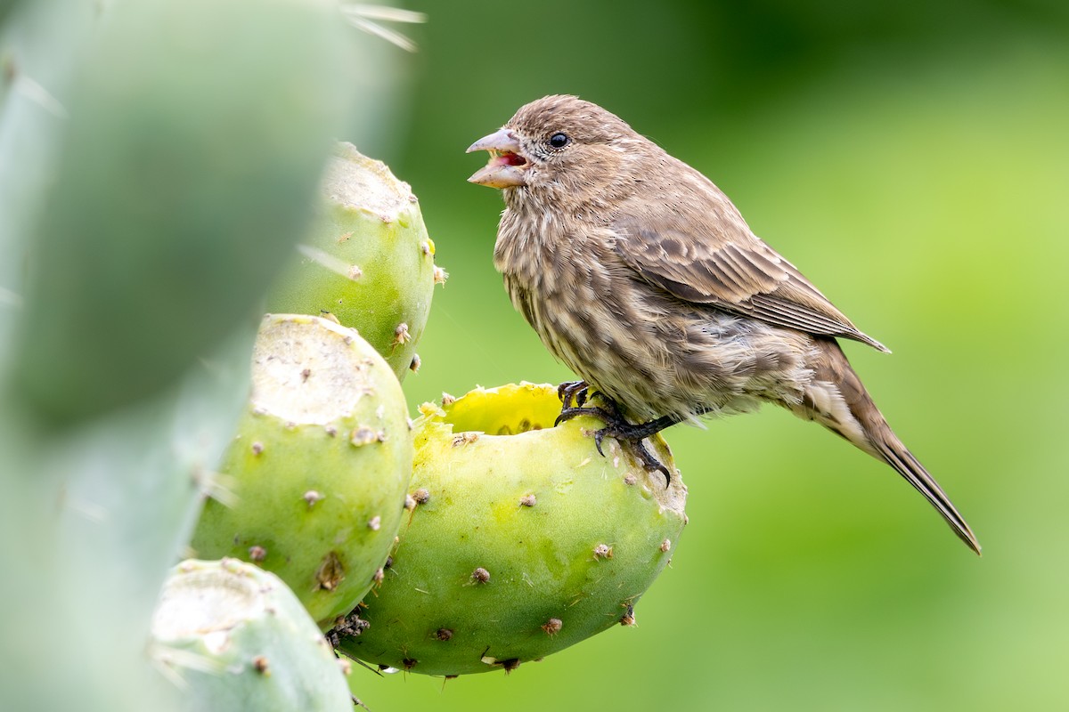 House Finch (Common) - ML638621010