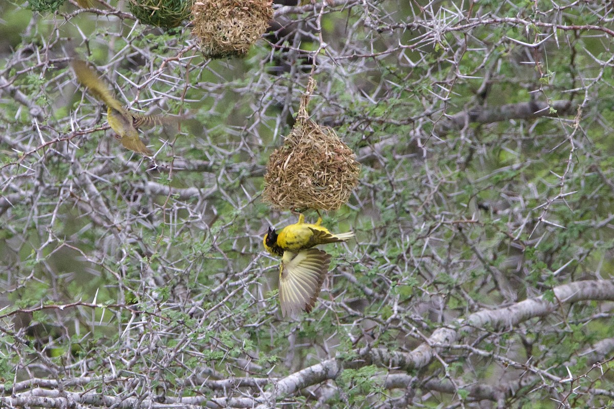 Village Weaver - ML638621025