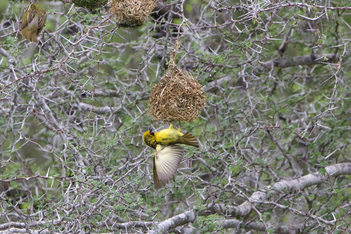 Village Weaver - ML638621026