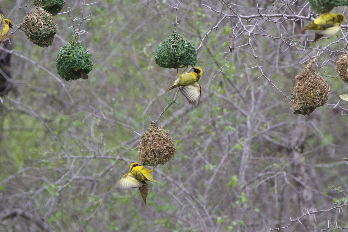 Village Weaver - ML638621027