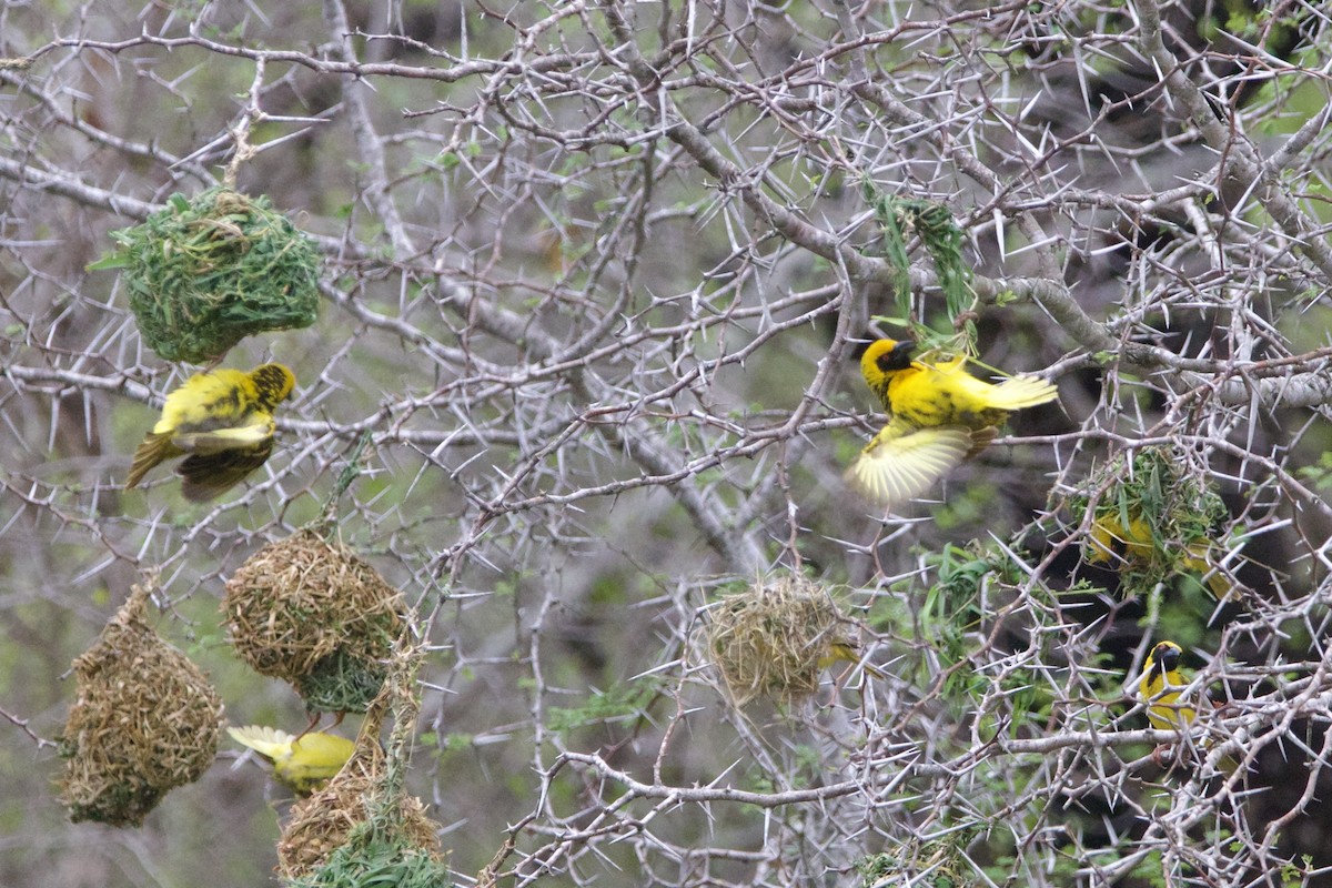 Village Weaver - ML638621028