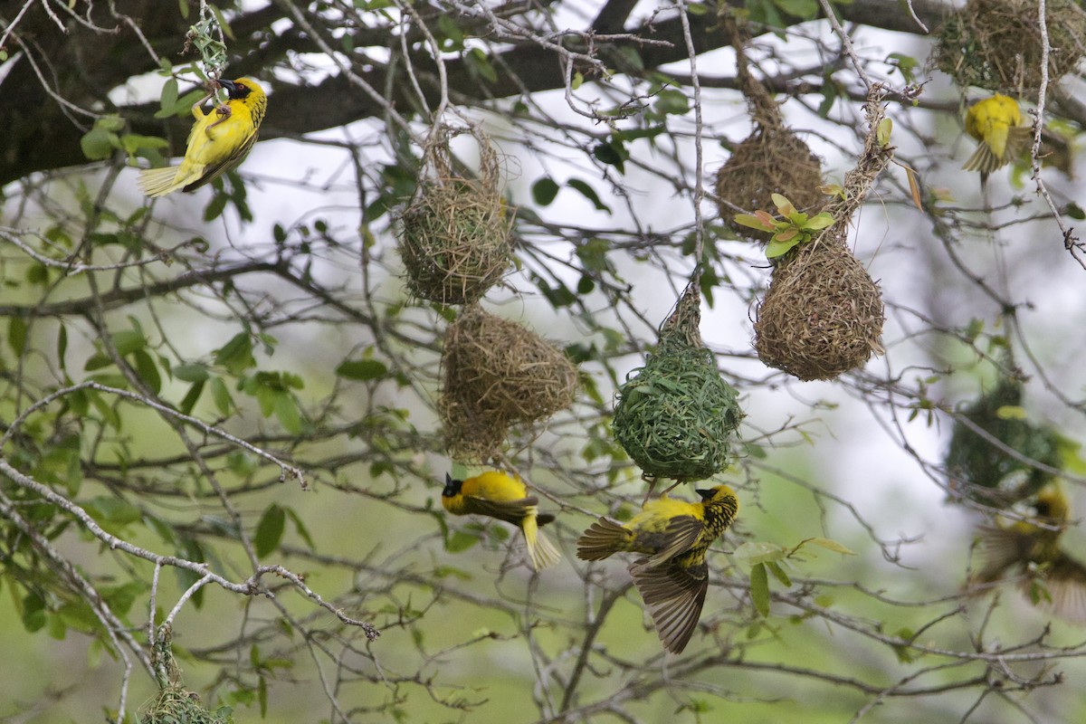 Village Weaver - ML638621029