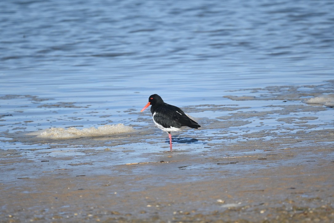 Pied Oystercatcher - ML638621060