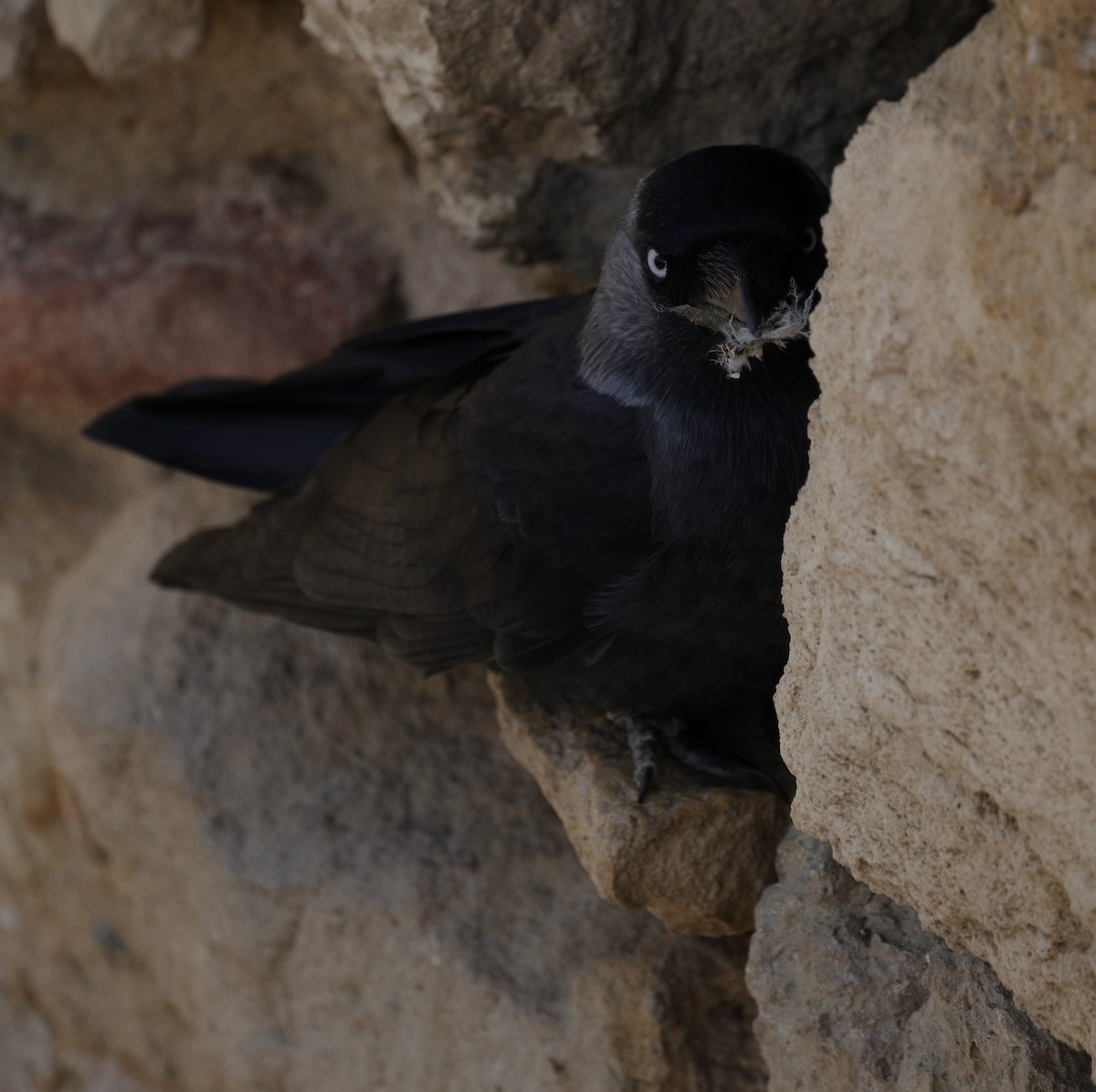Eurasian Jackdaw - ML638621066