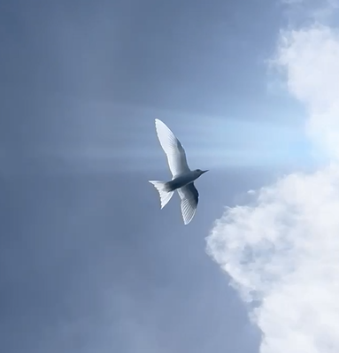 Blue-billed White-Tern - ML638621091