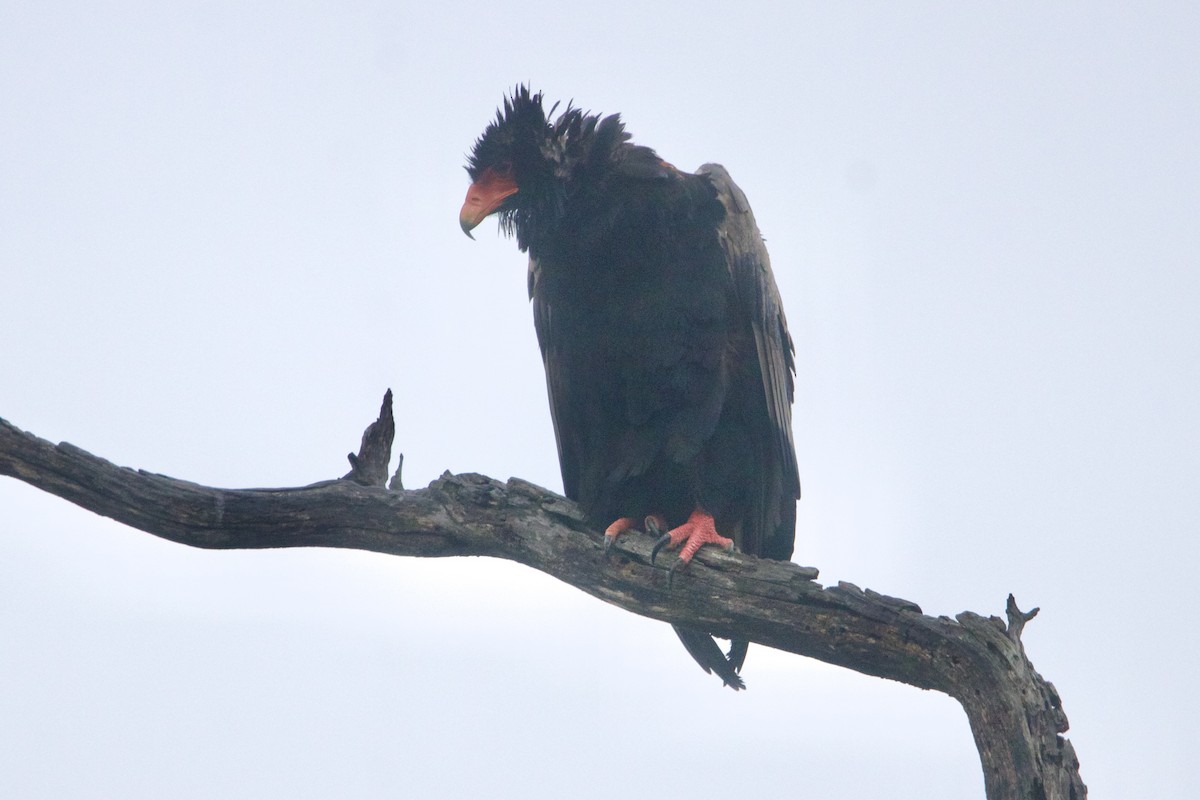 Bateleur - ML638621117