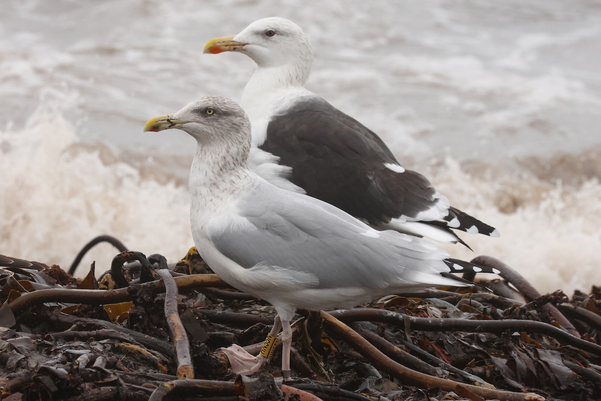 Lesser Black-backed Gull - ML638621195