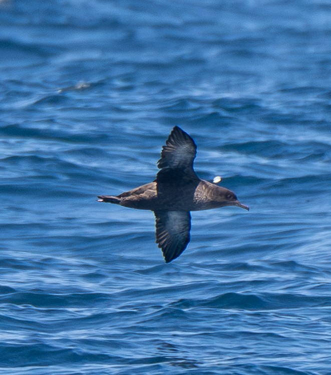 Sooty Shearwater - ML638621198
