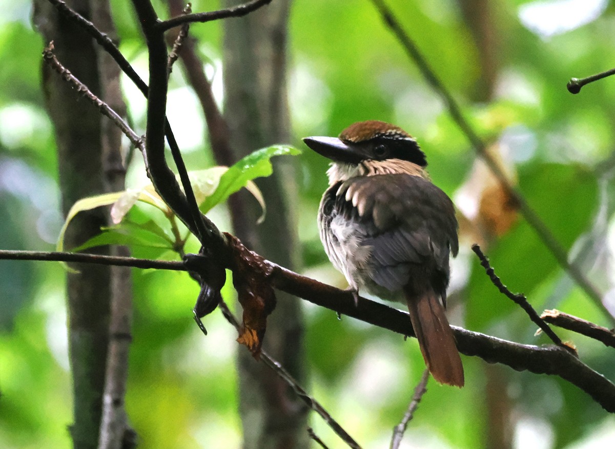 Sulawesi Lilac Kingfisher - ML638621206