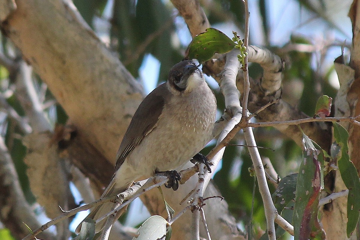 Little Friarbird - ML638621215