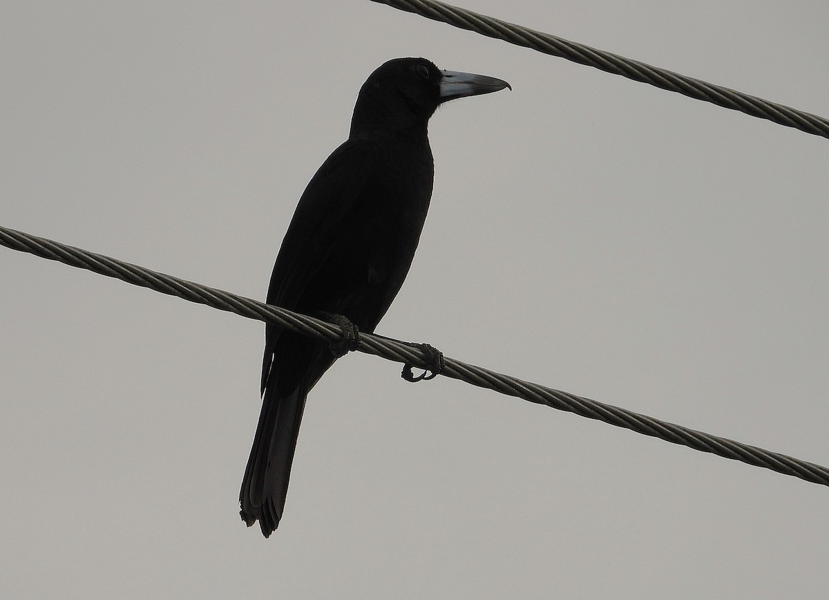 Black Butcherbird - ML638621231