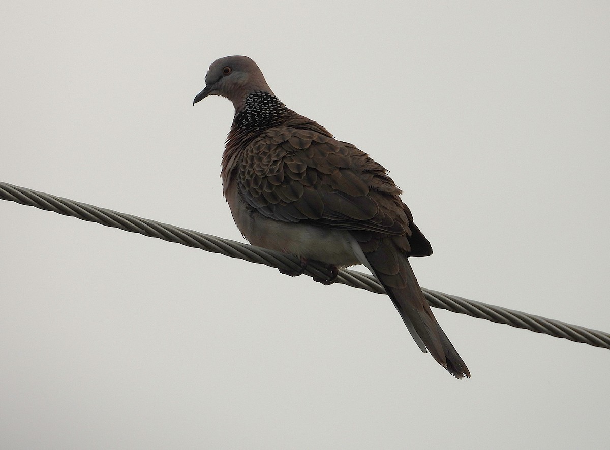 Spotted Dove - ML638621234