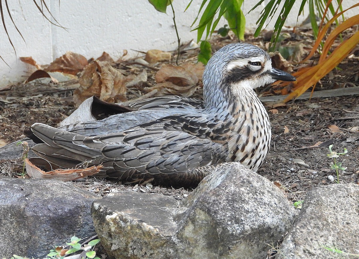 Bush Thick-knee - ML638621236