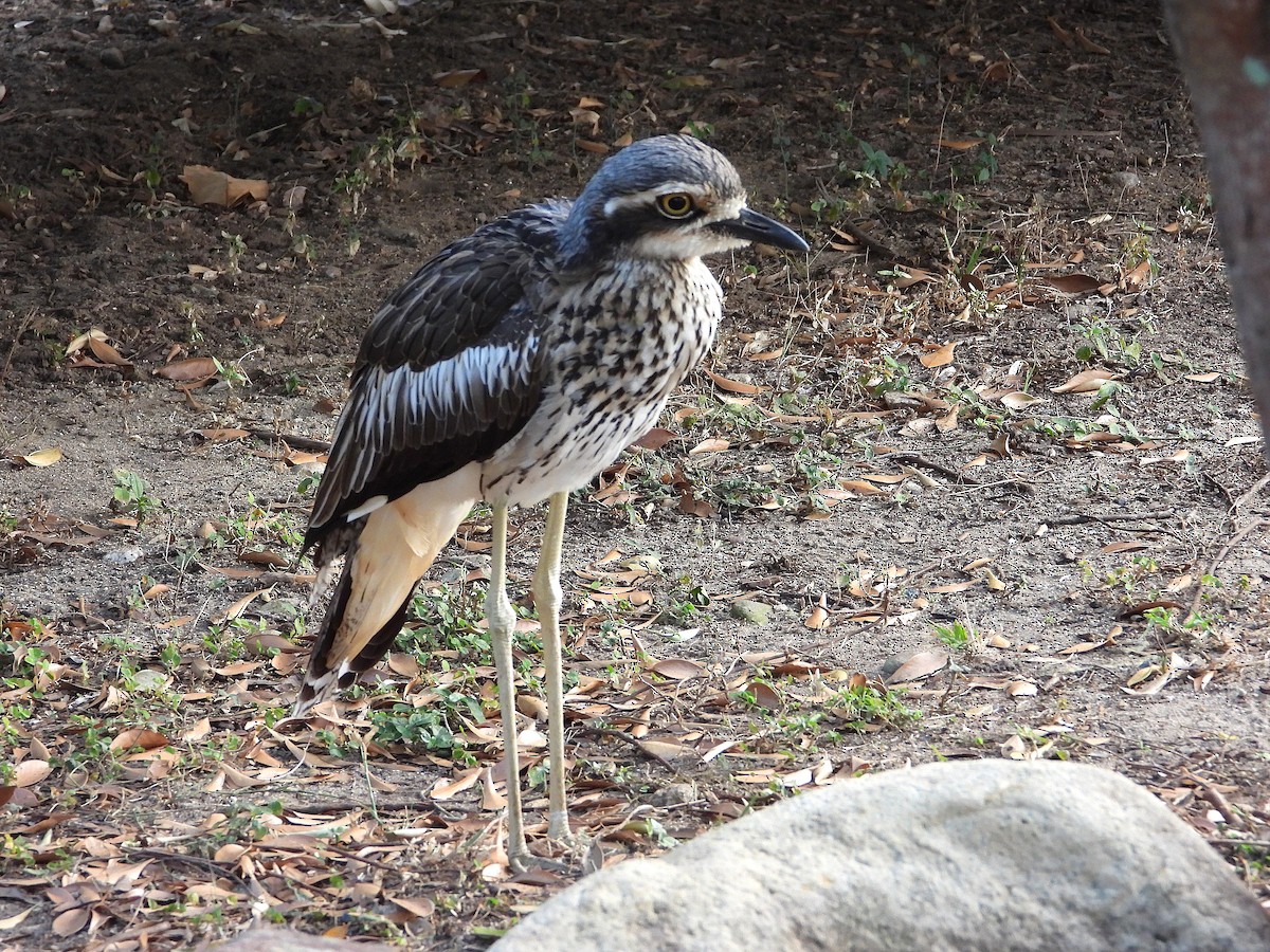 Bush Thick-knee - ML638621237