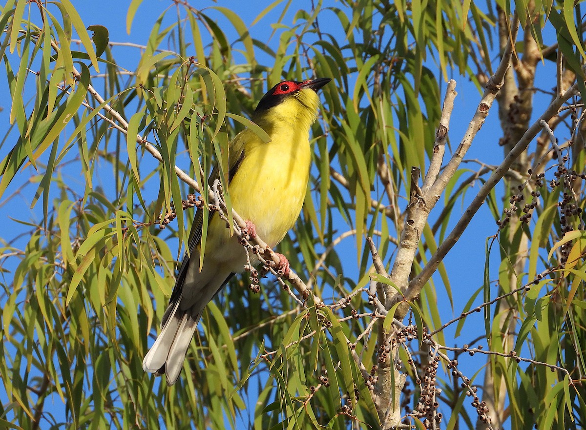 Australasian Figbird - ML638621244