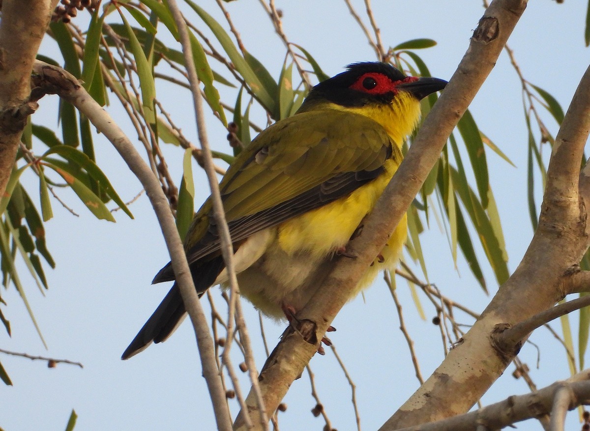 Australasian Figbird - ML638621246