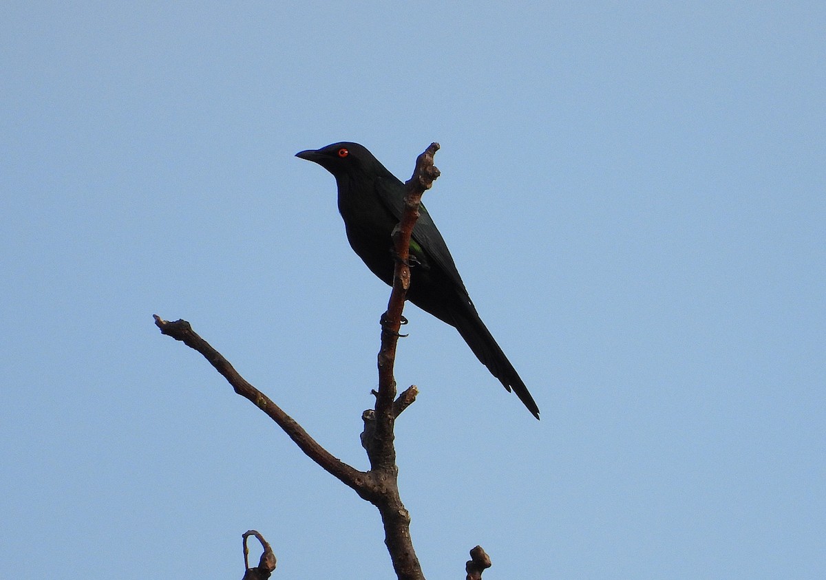 Metallic Starling - ML638621248