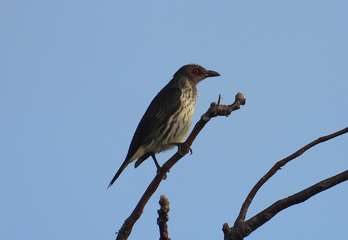 Metallic Starling - ML638621250