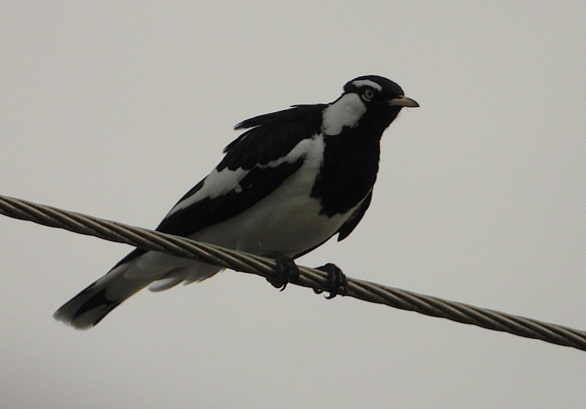 Magpie-lark - ML638621251