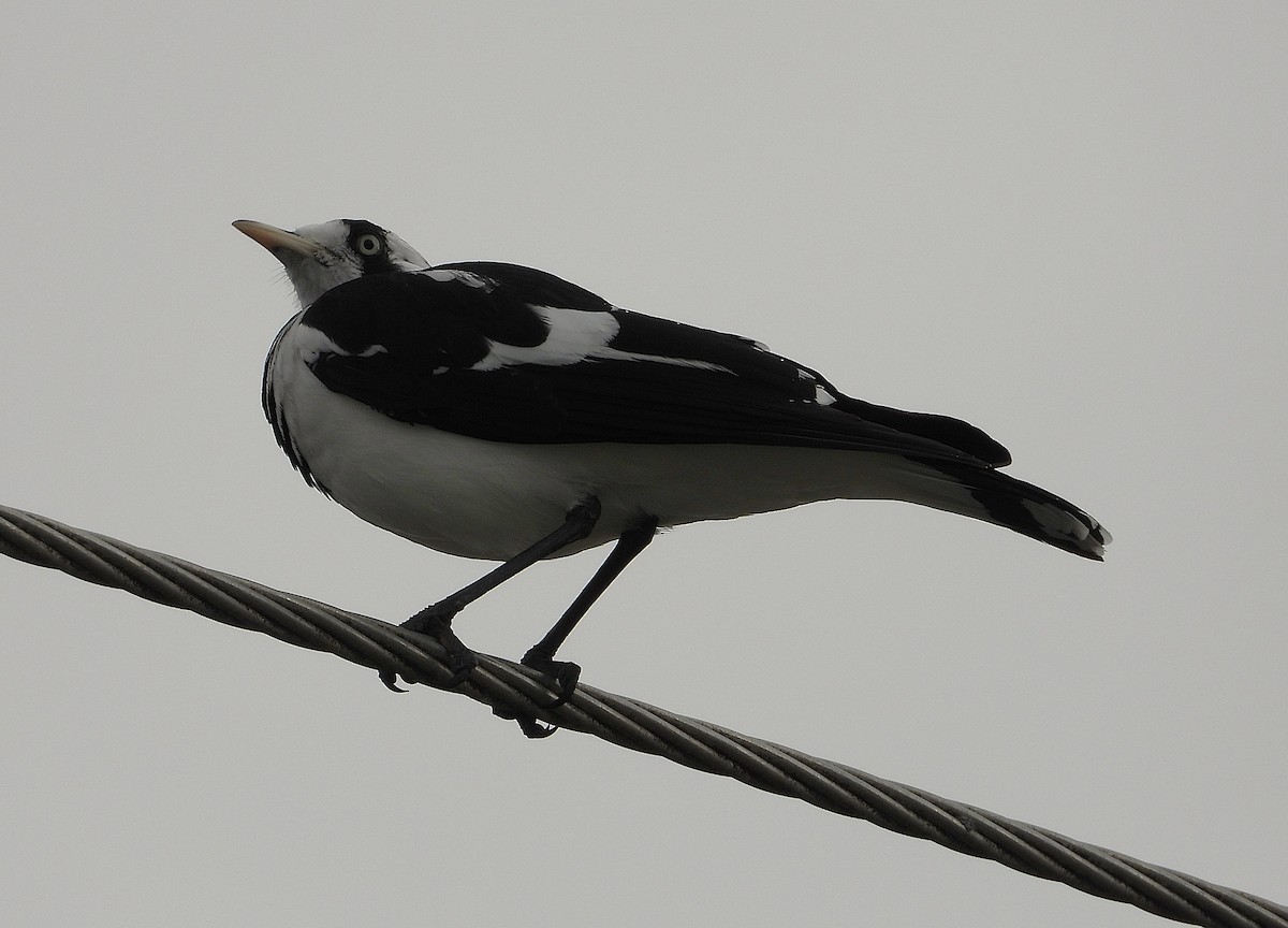 Magpie-lark - ML638621252