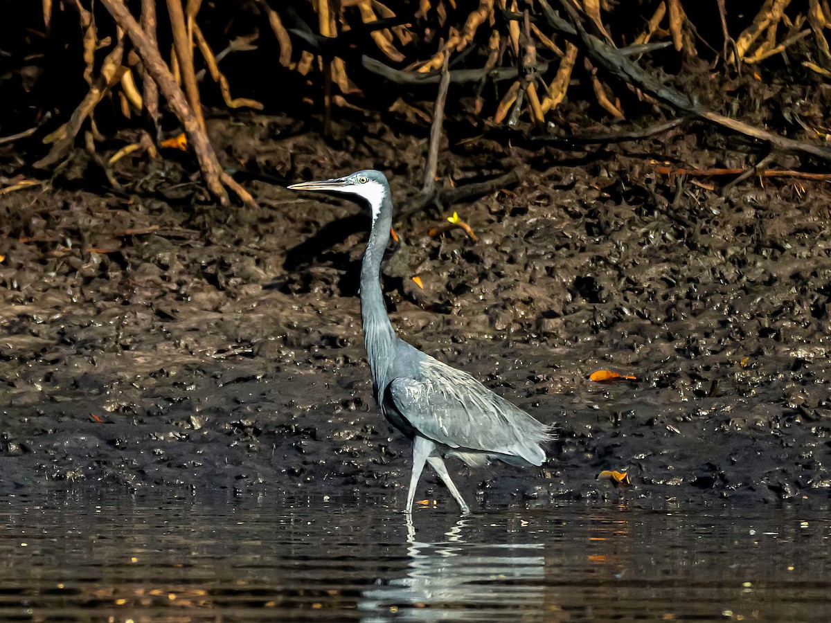Western Reef-Heron - ML638621262