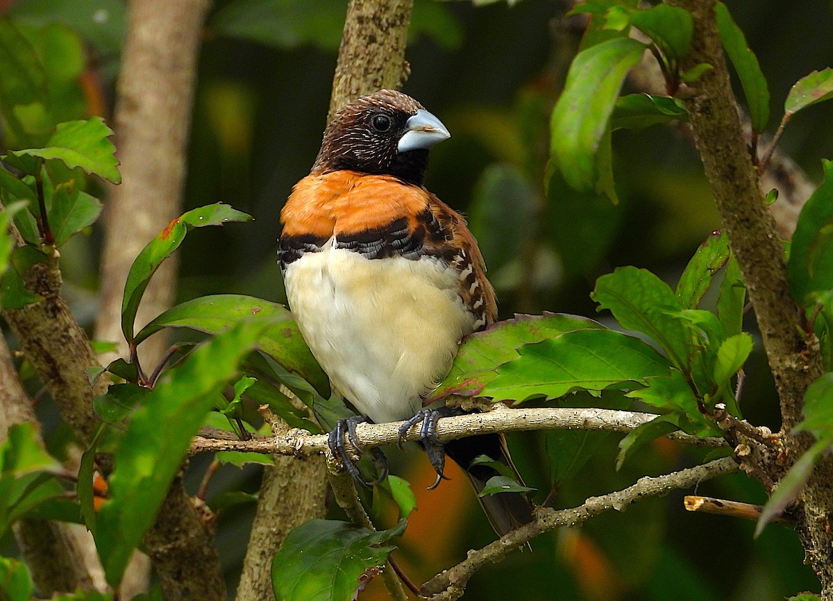 Chestnut-breasted Munia - ML638621268