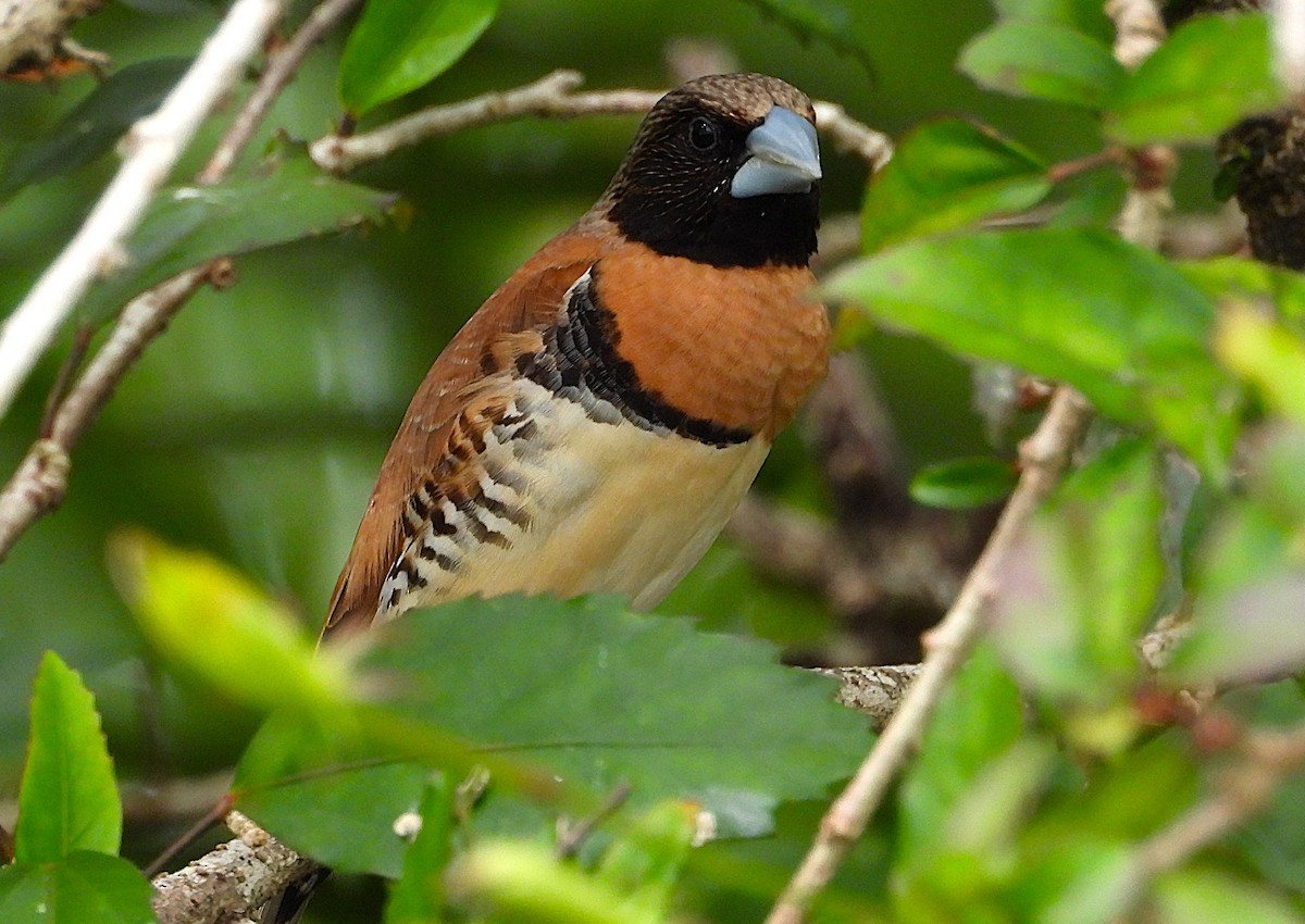 Chestnut-breasted Munia - ML638621272