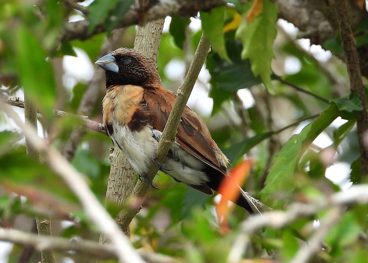 Chestnut-breasted Munia - ML638621283
