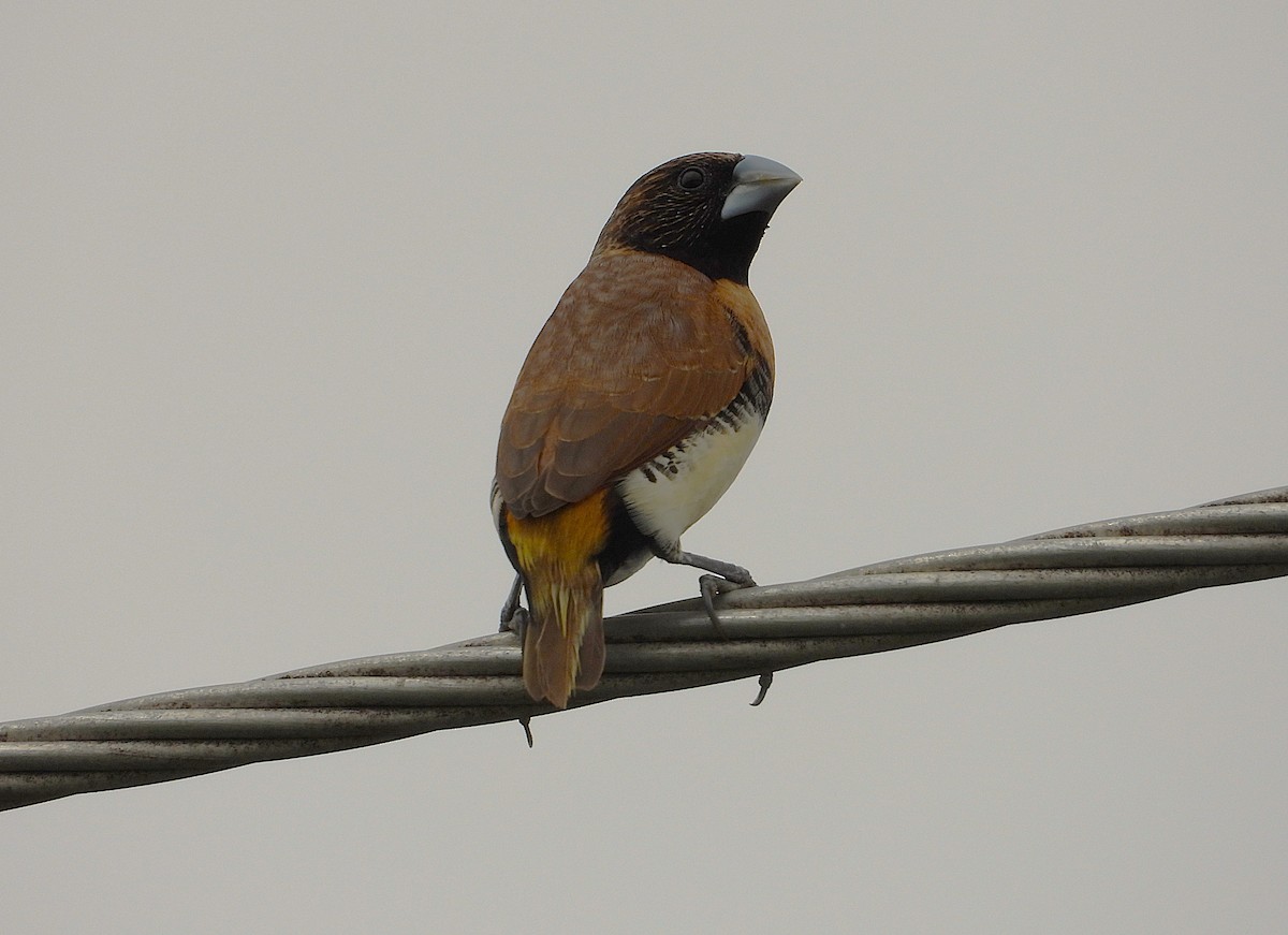 Chestnut-breasted Munia - ML638621286