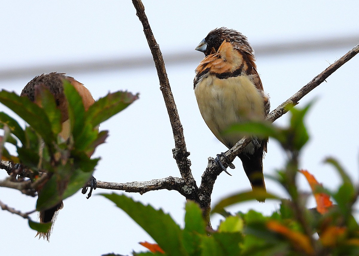 Chestnut-breasted Munia - ML638621287