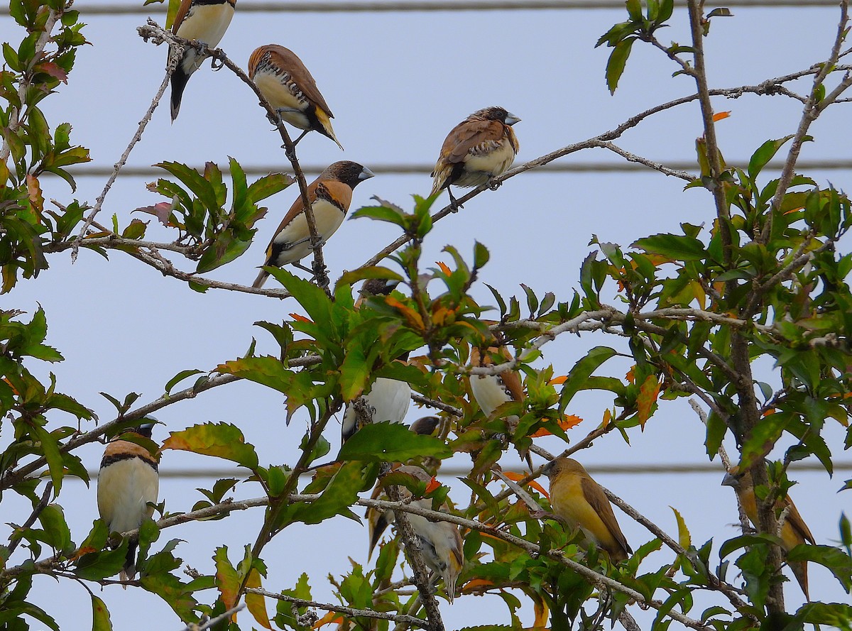Chestnut-breasted Munia - ML638621293