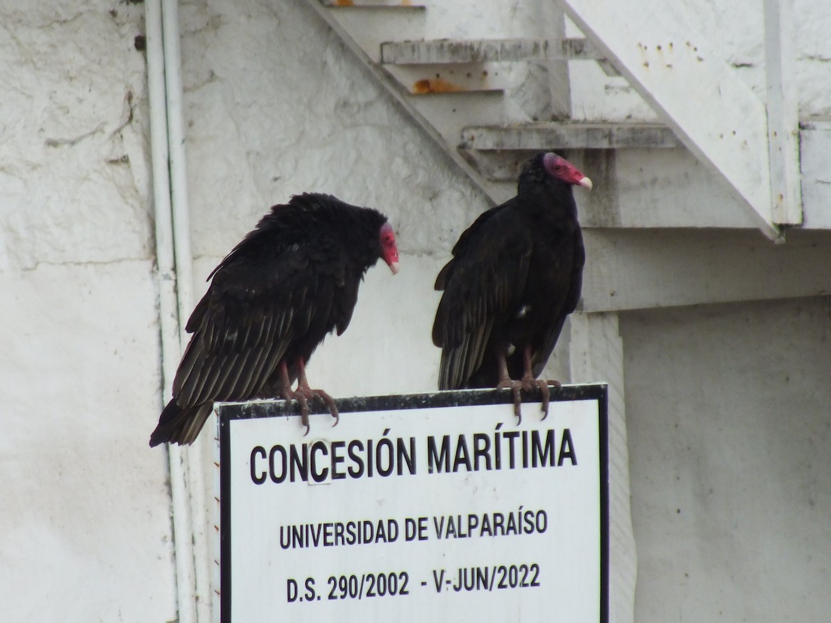 Turkey Vulture - ML638621296