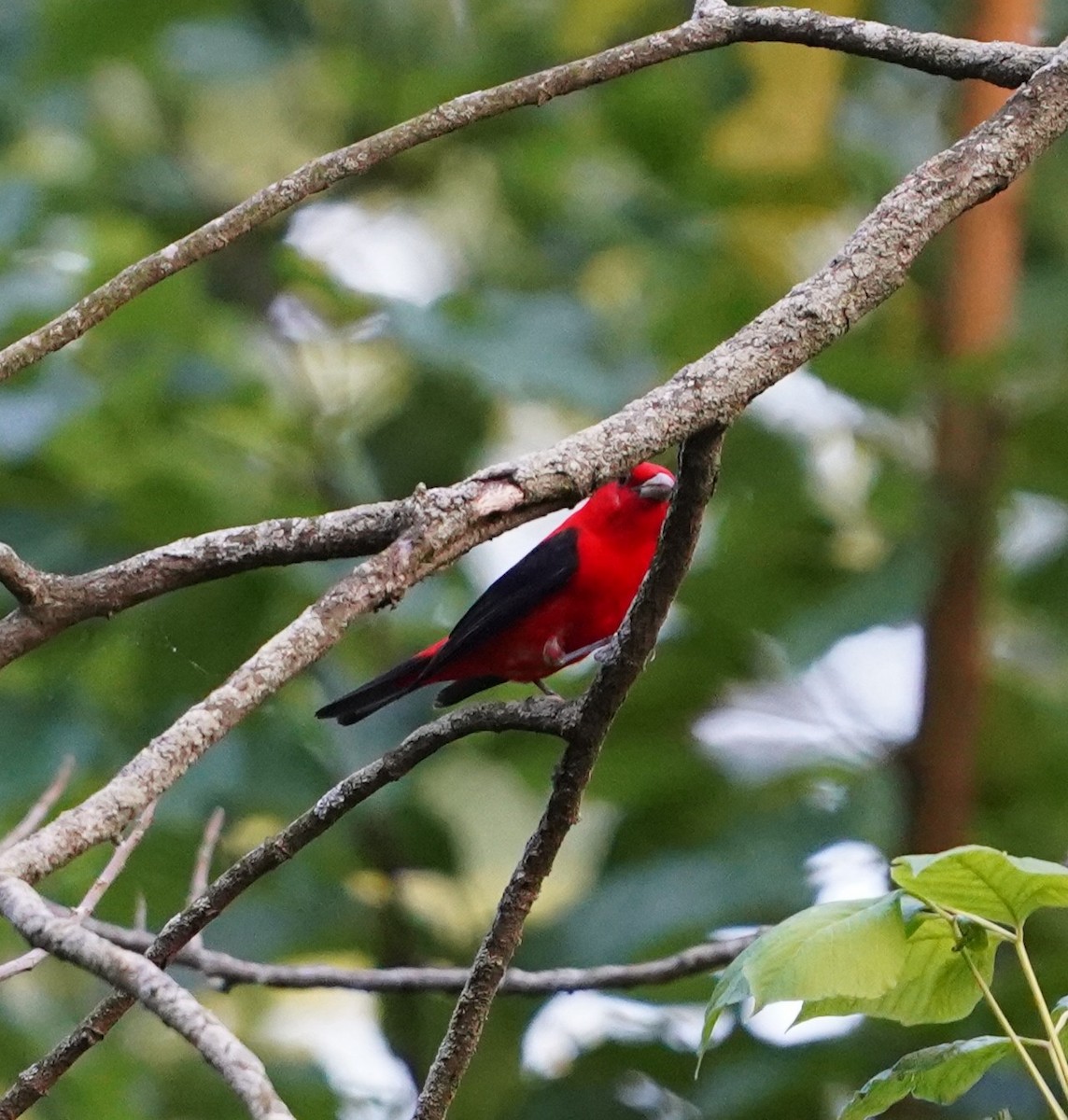 Scarlet Tanager - ML638621314